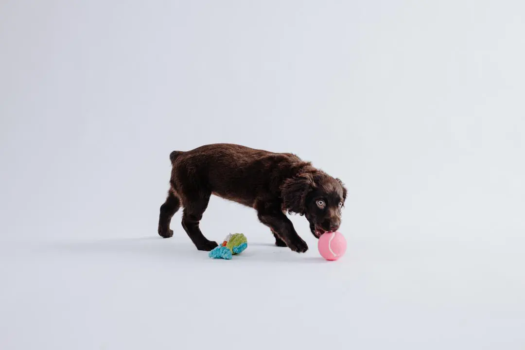 Cherry as a puppy playing with a pink ball