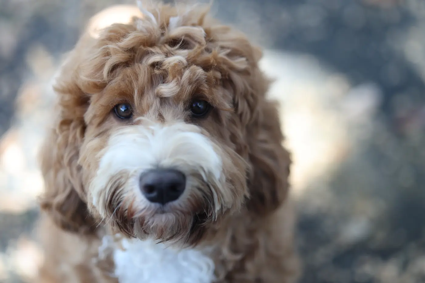 Cream goldendoodle looking up at the camera outdoors