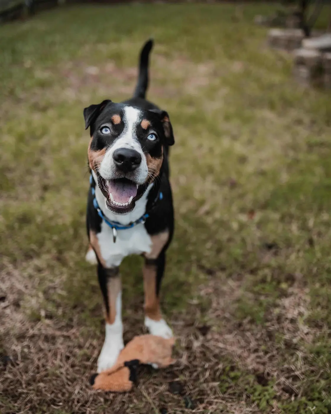 Dog Training