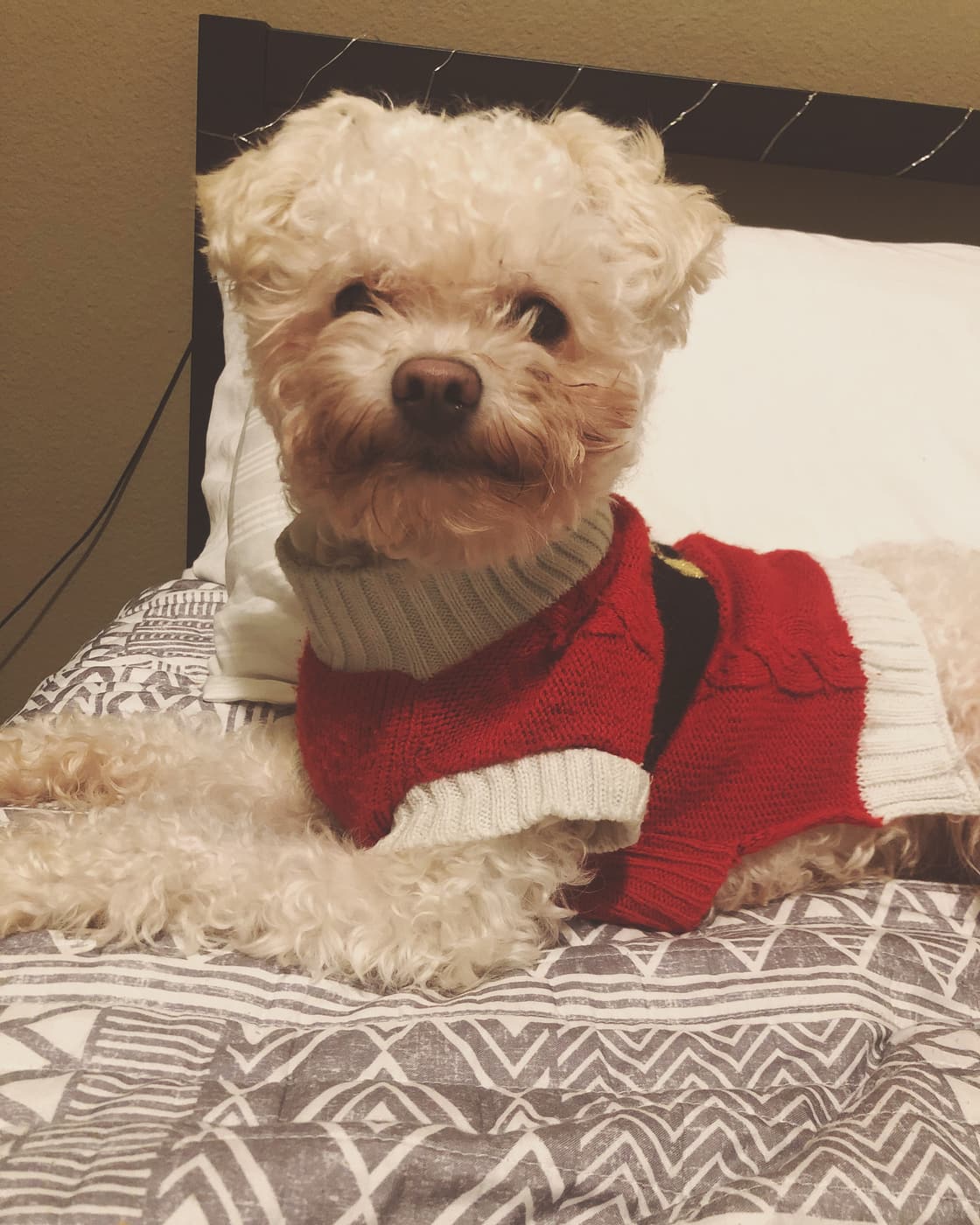 A small fluffy dog curled up cozy on a bed during an overnight pet-sitting stay