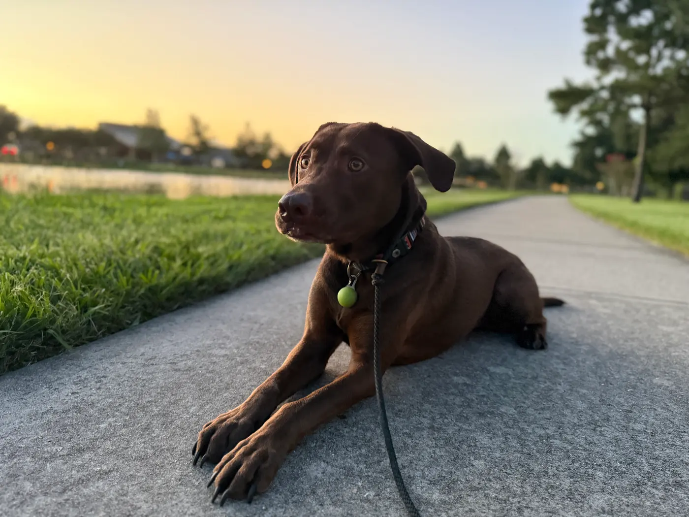 Chocolate-coated dog lying on a lakeside path at golden hour