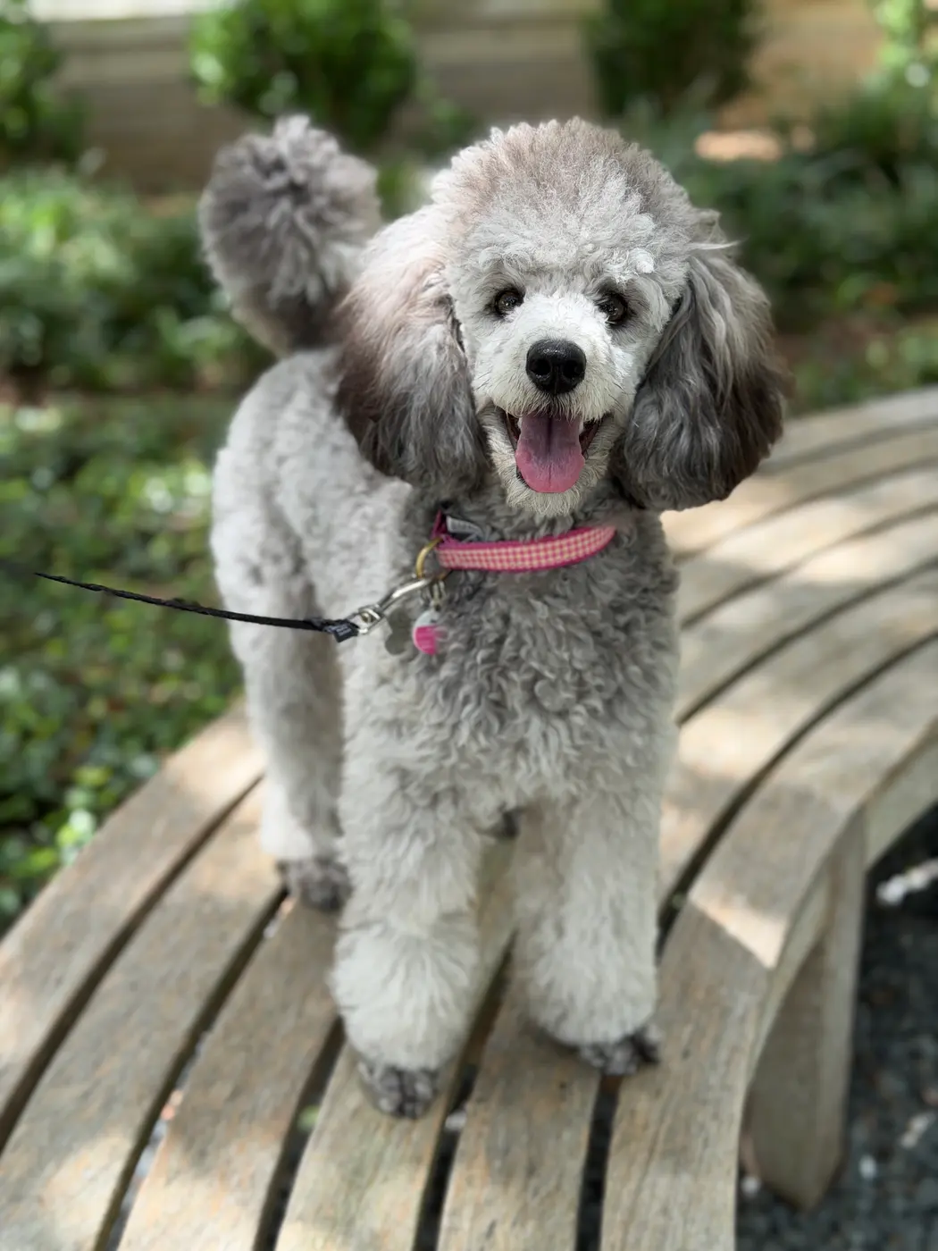 A calm silver poodle resting on a garden bench