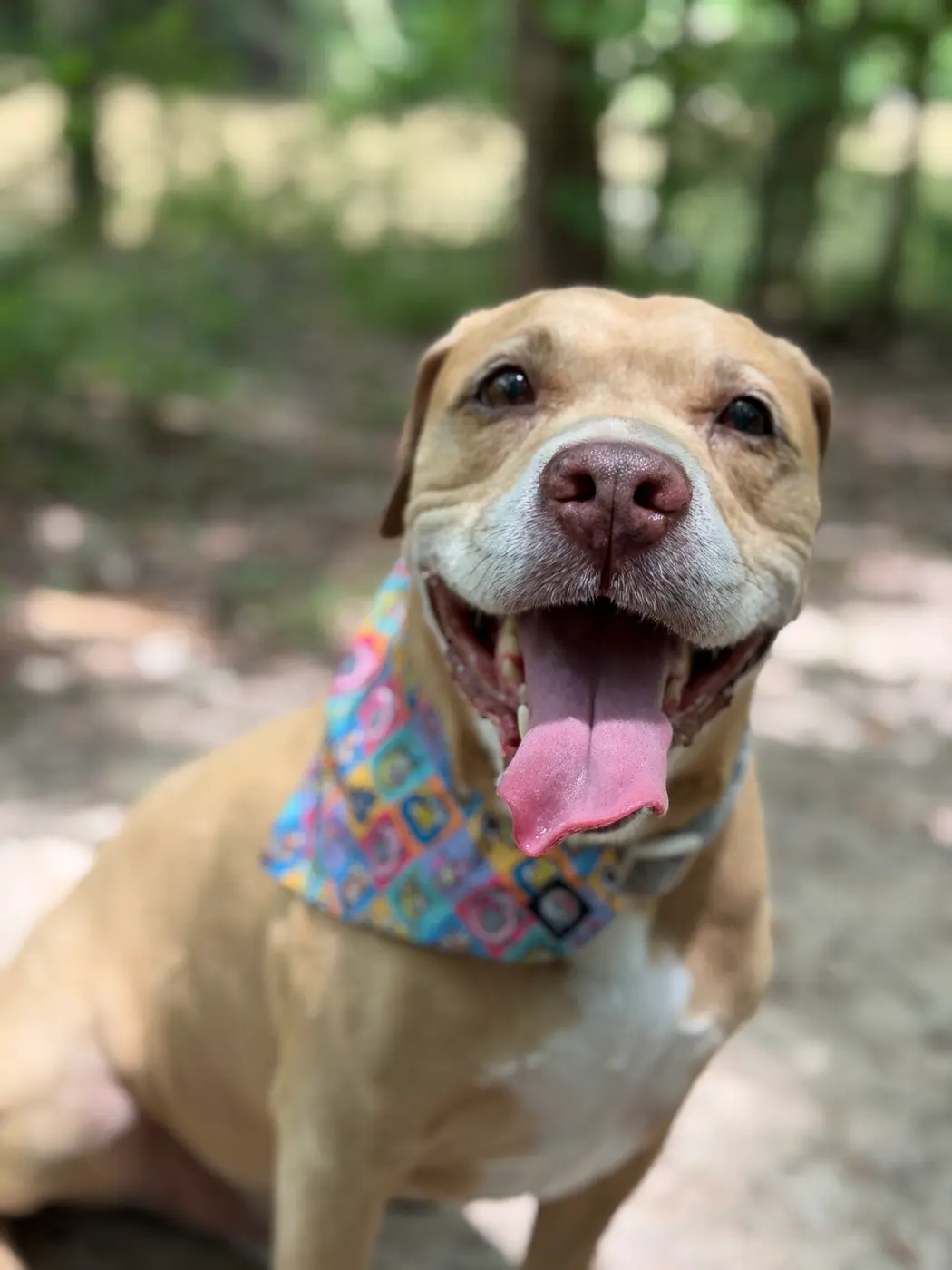 A joyful dog trotting along a wooded trail on-leash