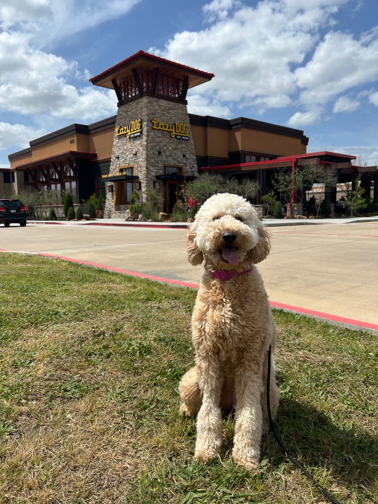 Cooki out on a walk