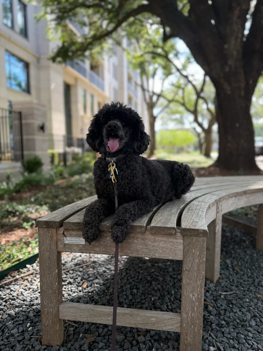A black poodle walking on-leash down a Houston oak-lined street