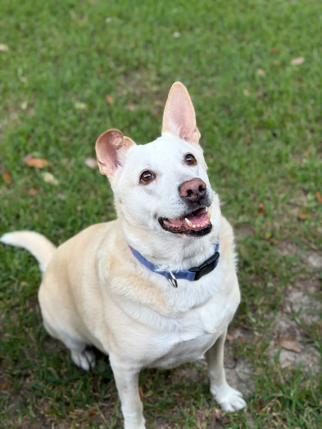 A relaxed cream-coated dog looking up, ears soft