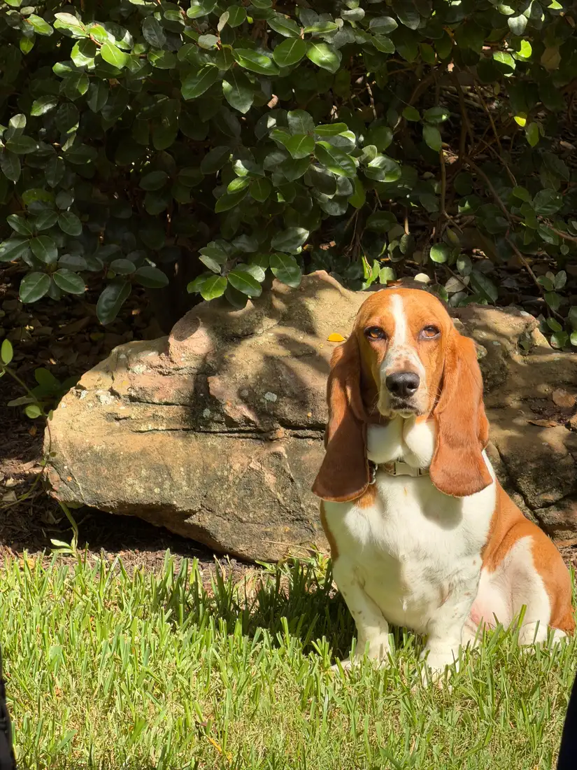 A basset hound sitting in dappled shade next to a rock, staying out of direct summer sun