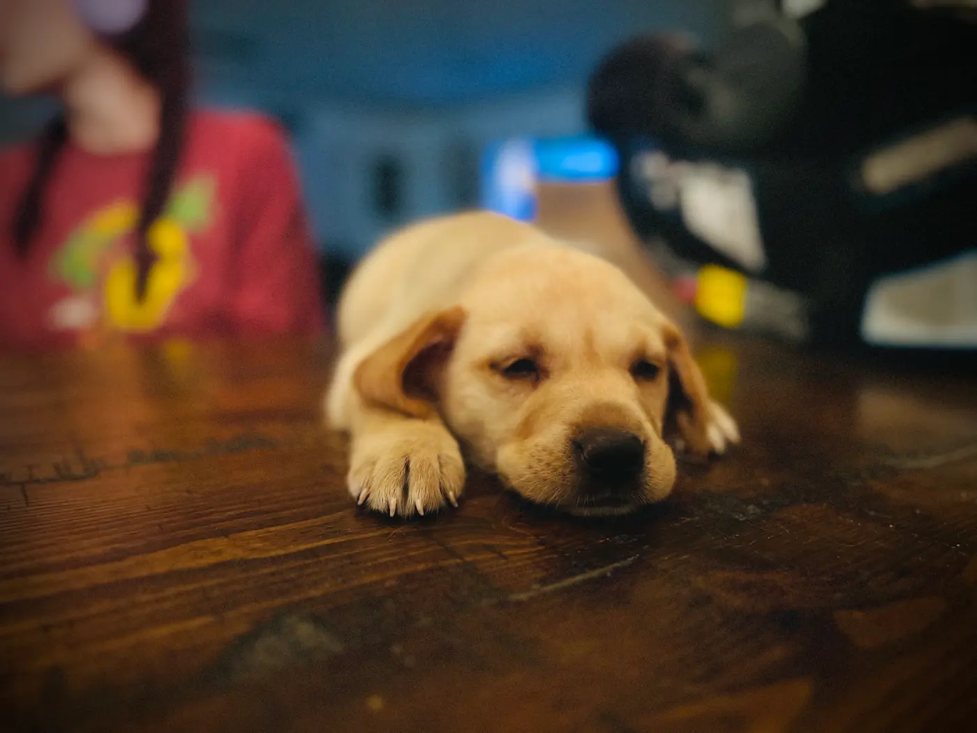 Boba as a tiny puppy resting on the floor