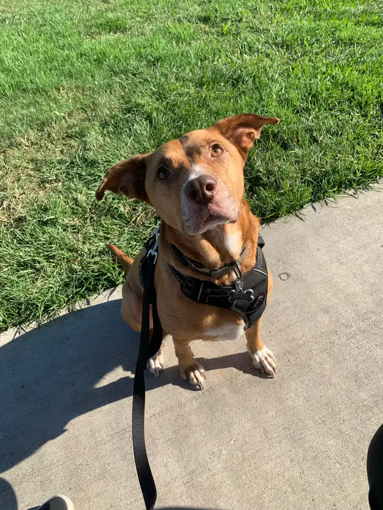 Tan mixed-breed dog on a harness, looking up attentively during a walk