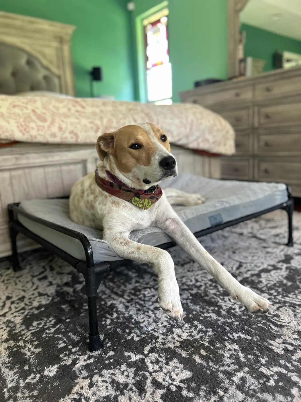 A dog stretched out on a raised cot beside a bed in a family home