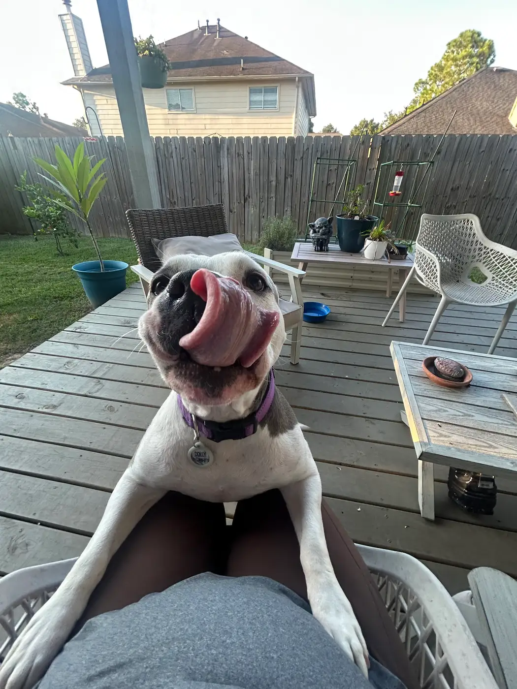 Dolly in a training session