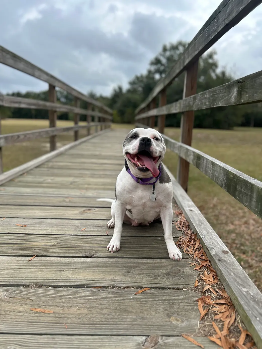 Dog Walks