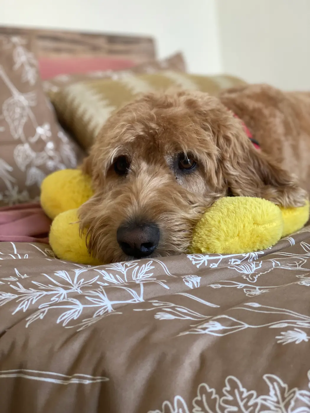Pet Care