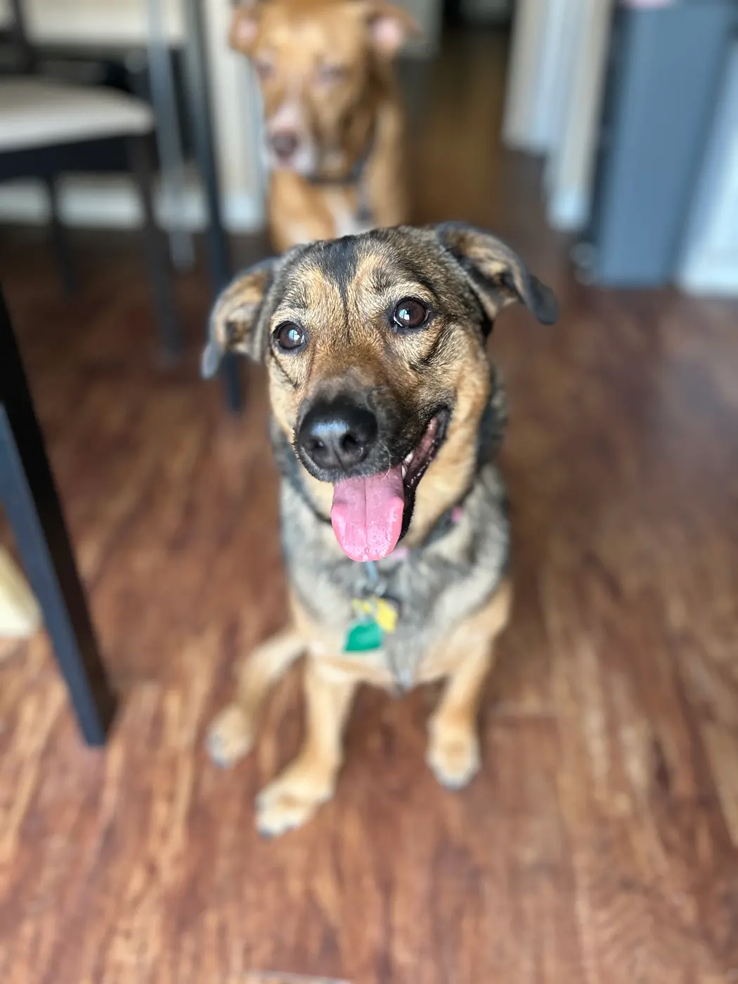 Pi looking happy at home
