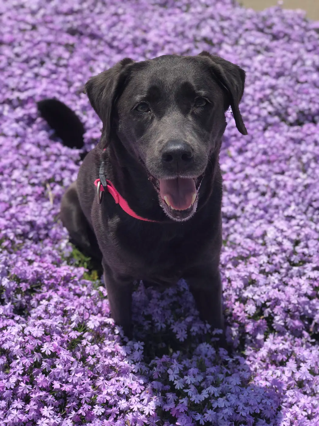 Willow sitting in a field of purple wildflowers