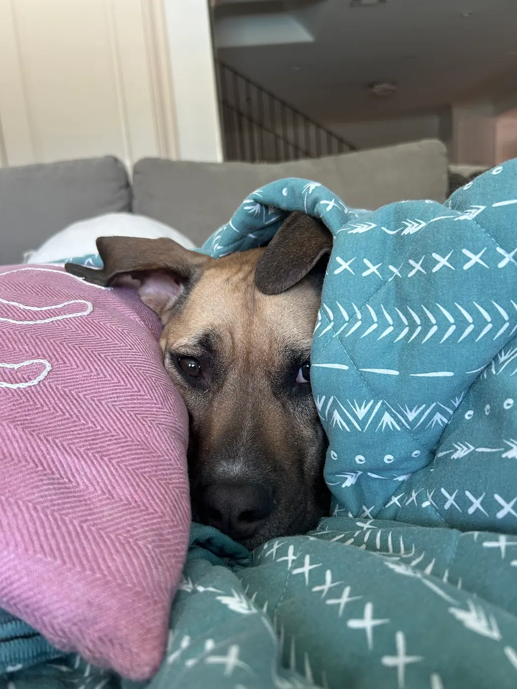 Daisy peeking out from under a blanket