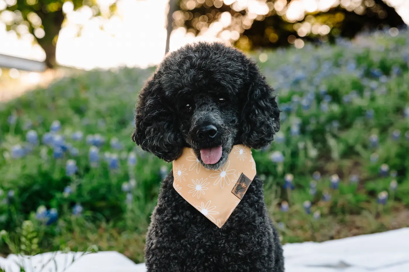 A happy Hearth & Hounds client dog in Houston