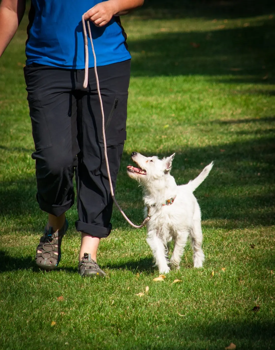 A small dog walking in step with its handler on a loose leash, looking up at them