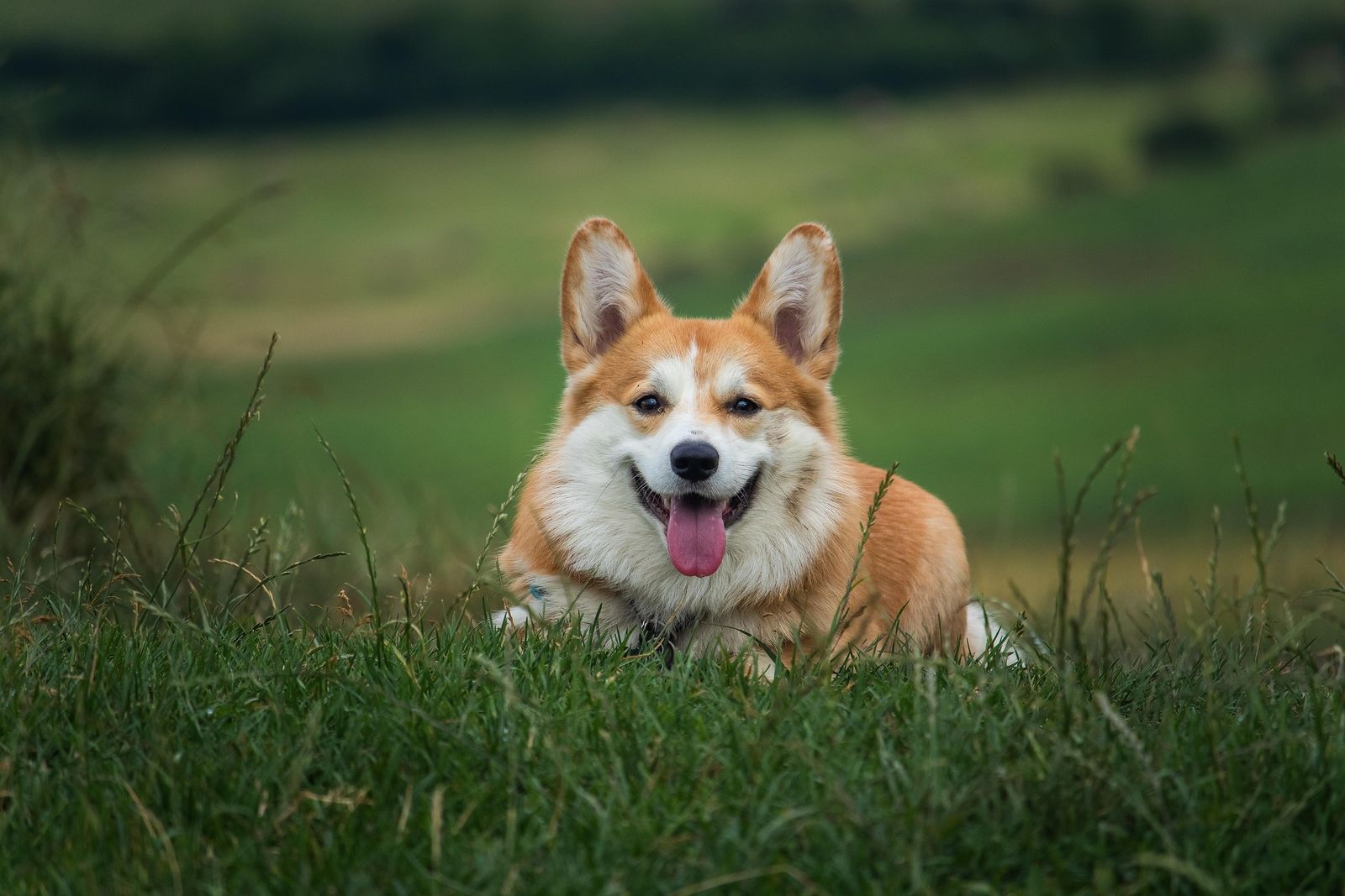 A corgi lying in long grass, mouth open and loose with the tongue out, eyes soft, ears up