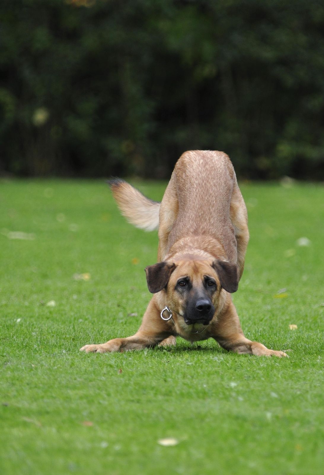 A tan dog on a lawn in a play bow, front legs flat on the grass, rear end and tail up