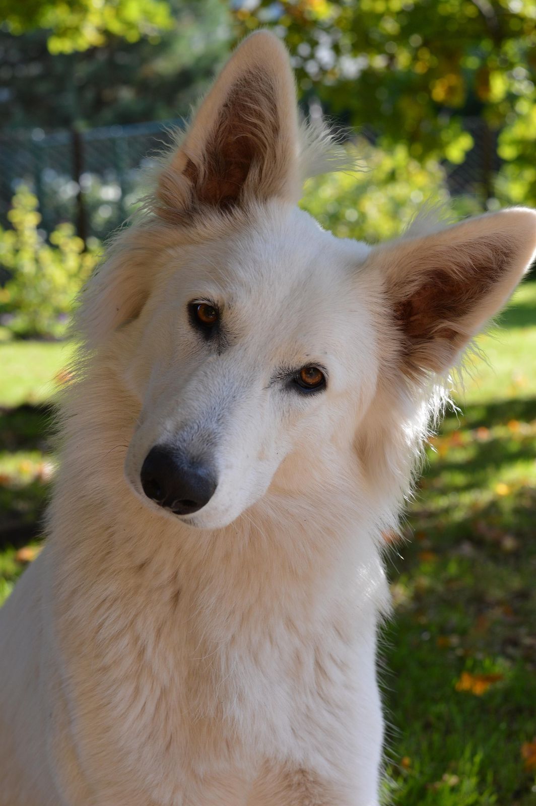 A white shepherd-type dog with ears up and forward and head tilted, looking at something off camera