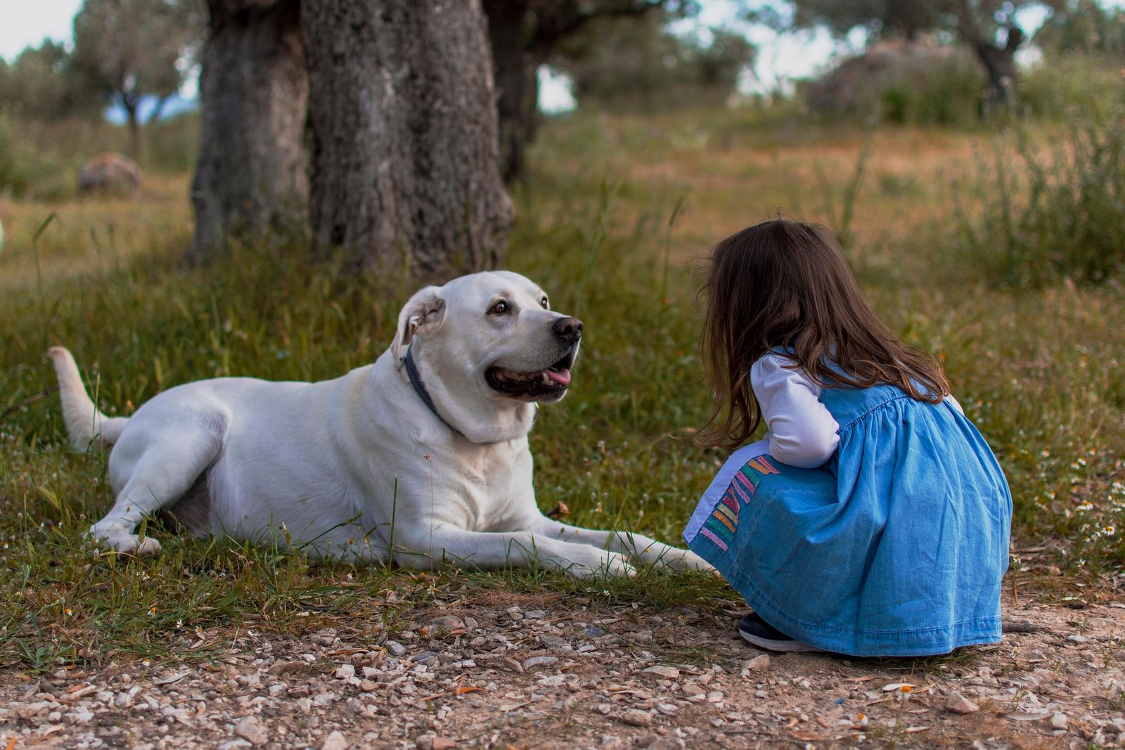 A white Labrador lying in the grass looking toward a small child who is crouched beside them