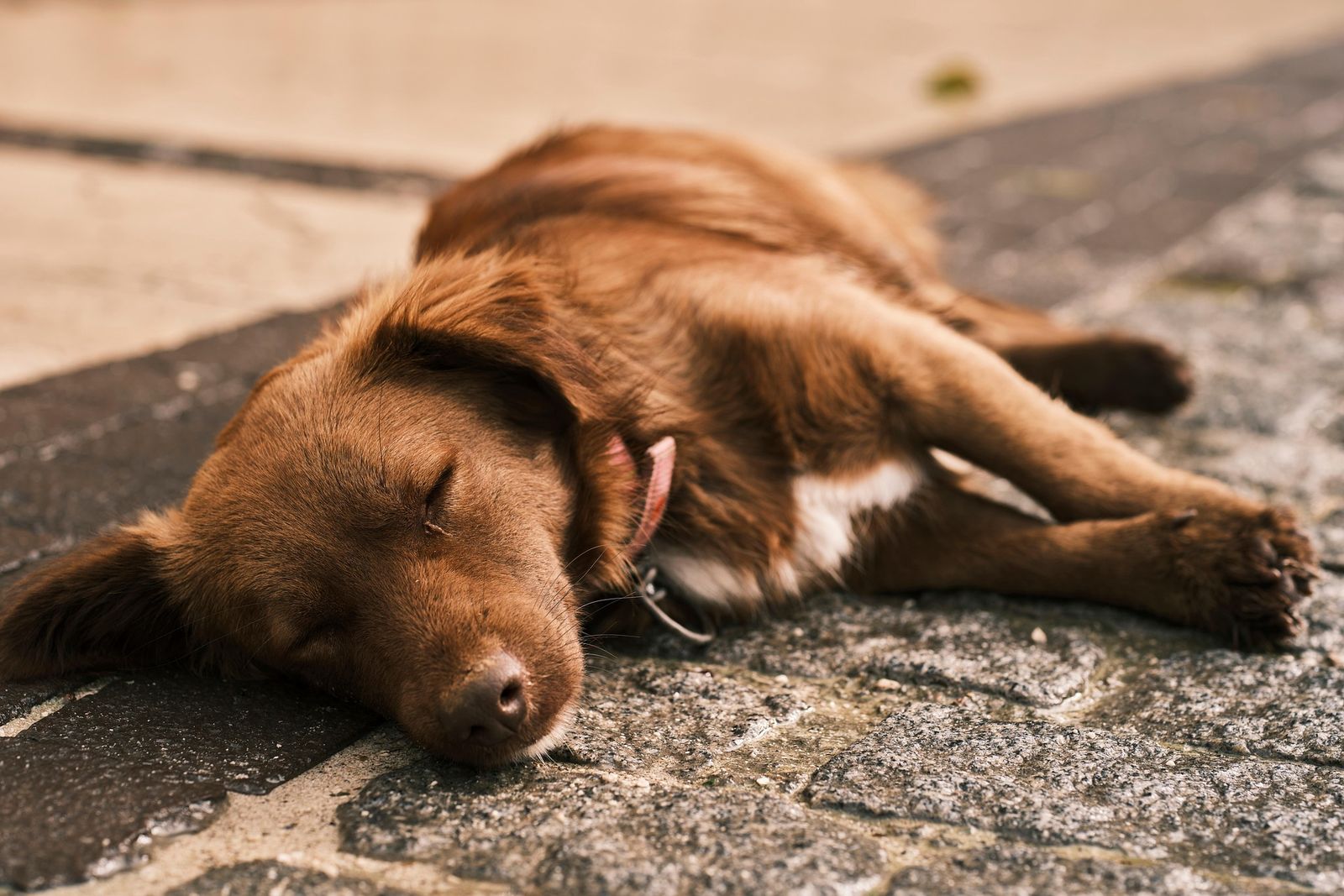A brown dog asleep flat on their side on stone paving, eyes closed, legs loose
