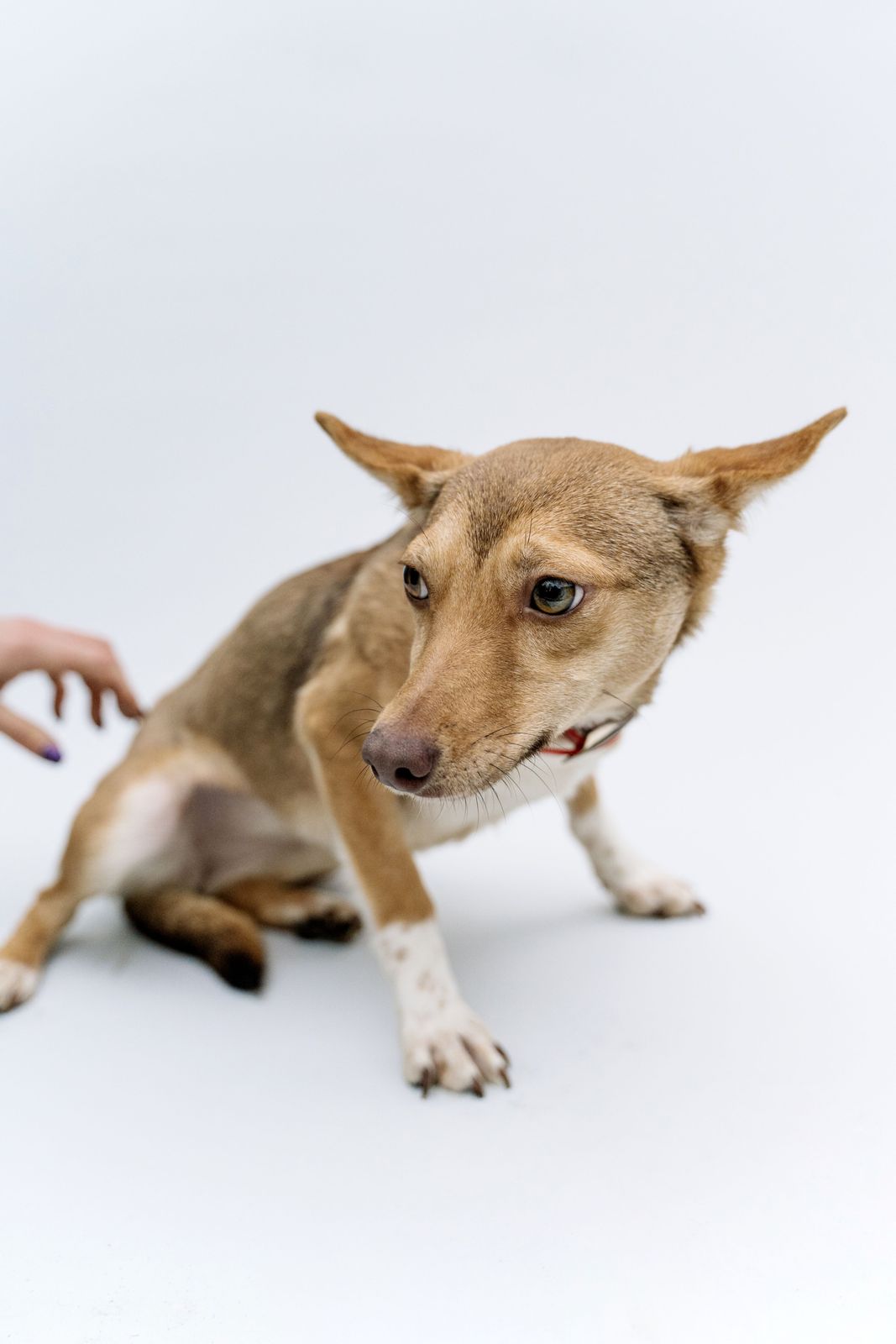 A small tan dog crouched low and pulling back from a hand reaching in from the left, ears out to the side, eyes on the hand
