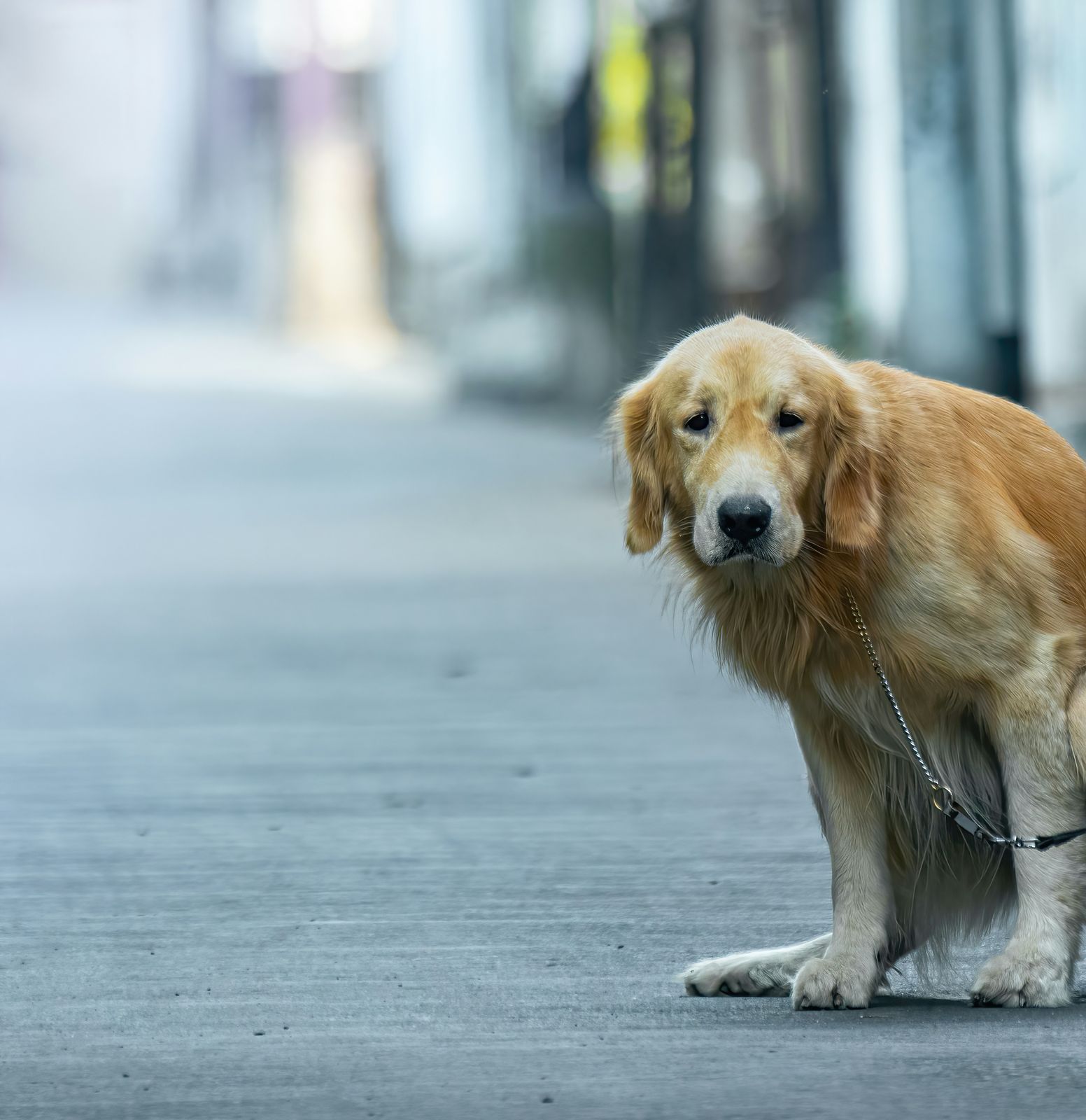 A golden retriever sitting on a sidewalk on leash, head lowered, looking up from under the brow