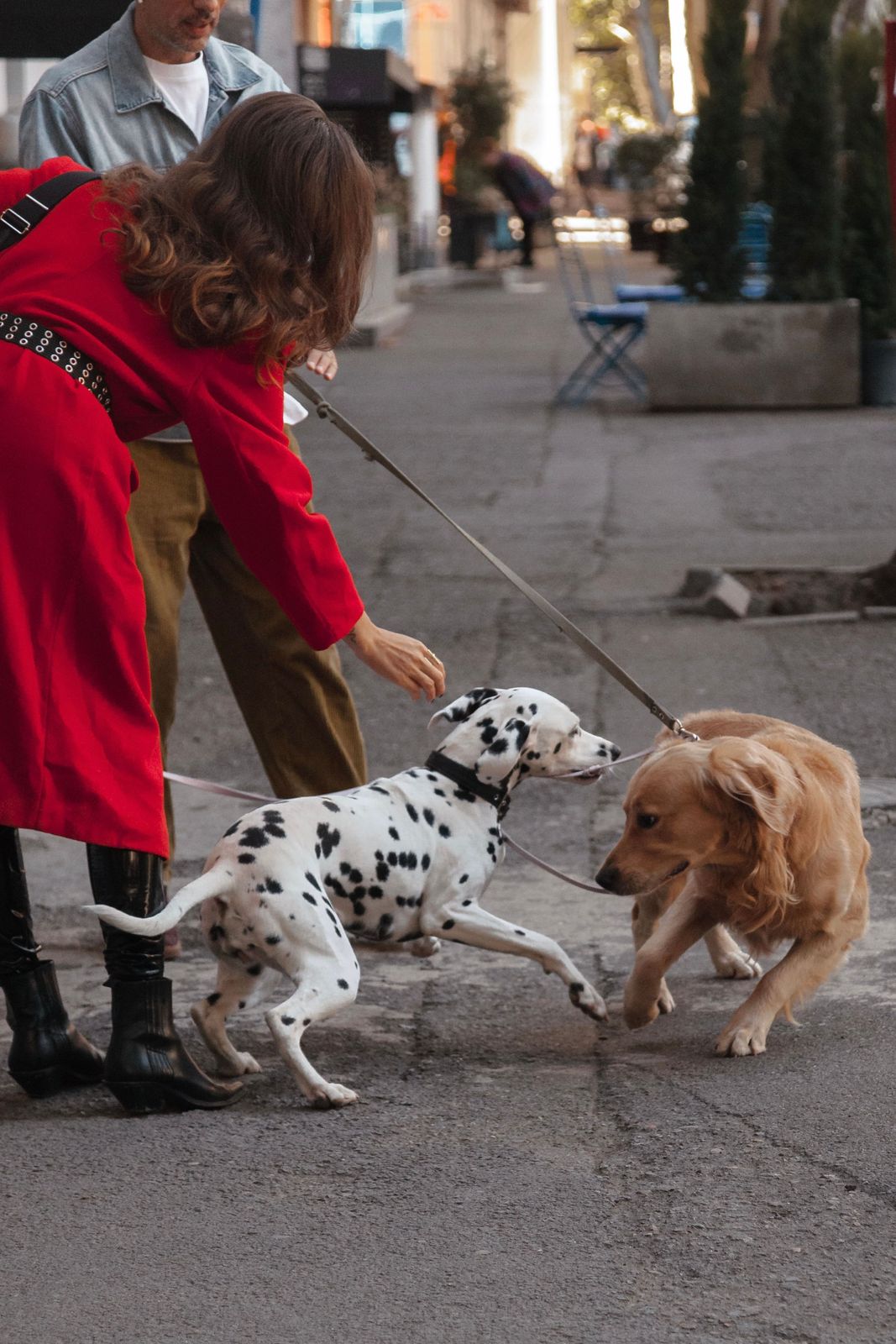 On a city sidewalk, a golden dog with a low, curved body and lowered head approaches a Dalmatian, both on leash