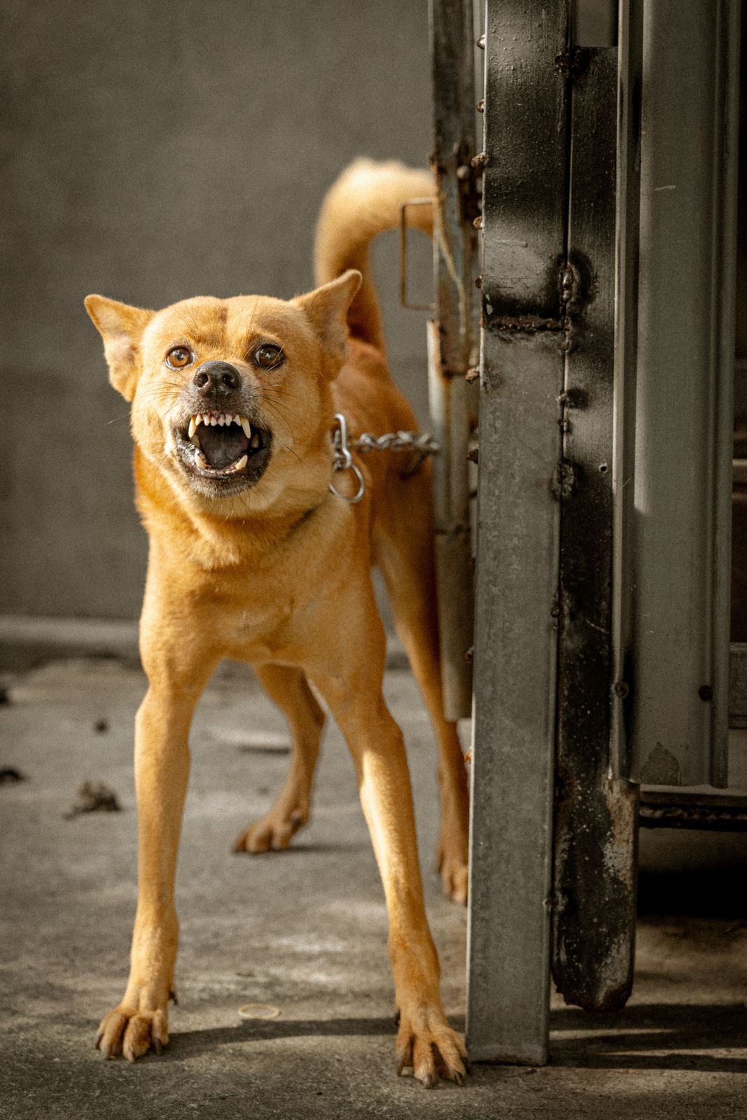 A ginger dog on a chain beside a metal gate, mouth wide open with teeth bared, ears out to the side, eye whites showing
