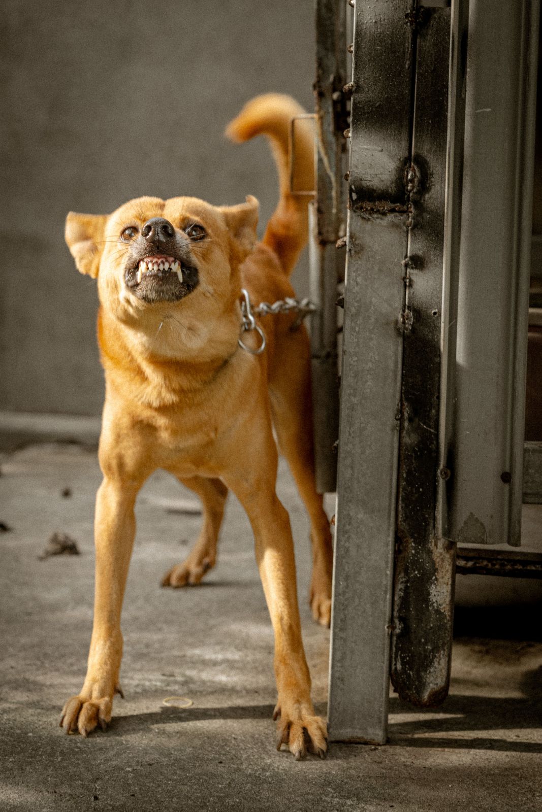 The same ginger dog in the same spot, lips pulled back in a snarl with the muzzle wrinkled, head raised and pulled back, tail curled high