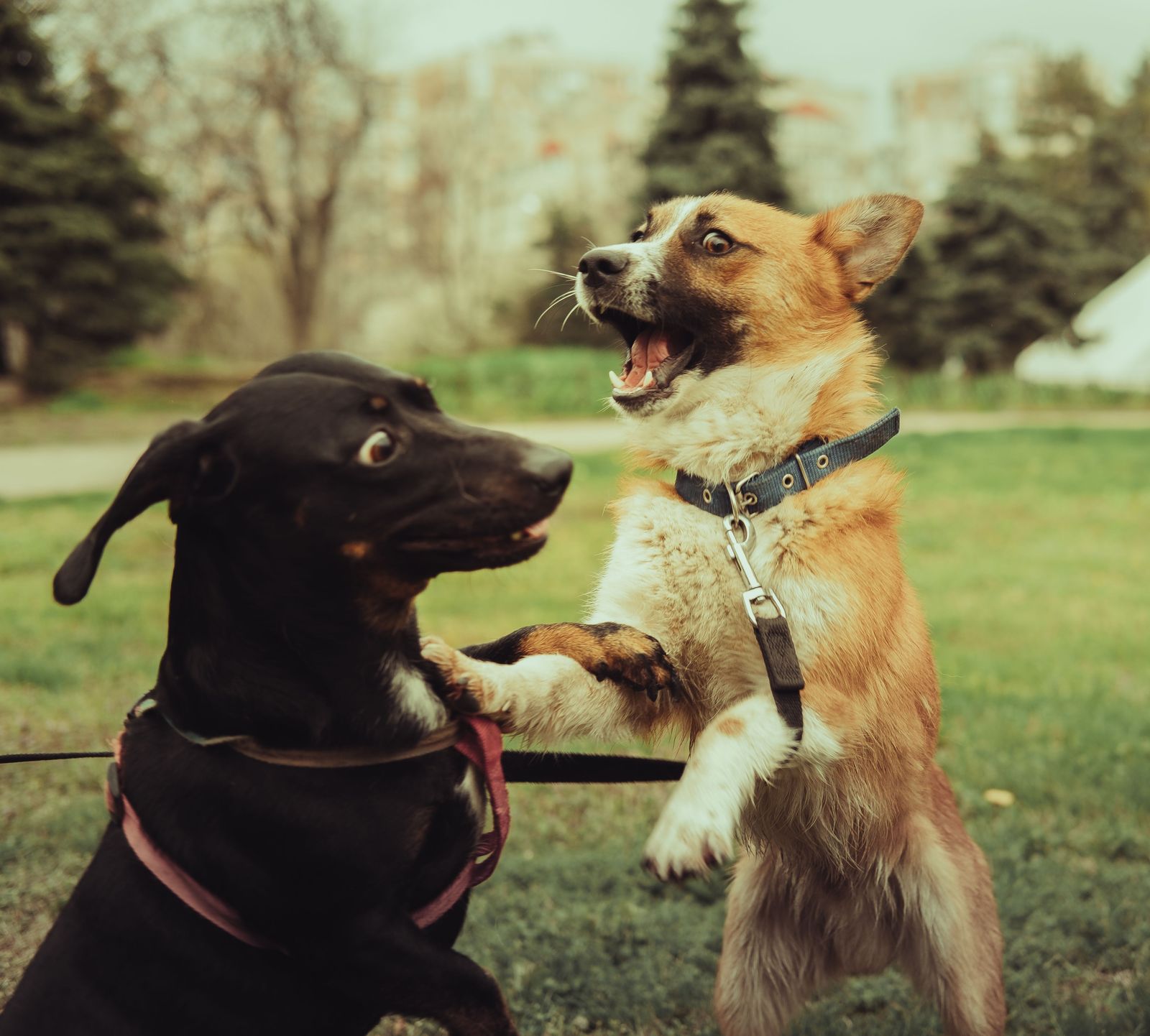 A corgi up on hind legs with mouth wide open, facing a black dog who leans back with eye whites showing