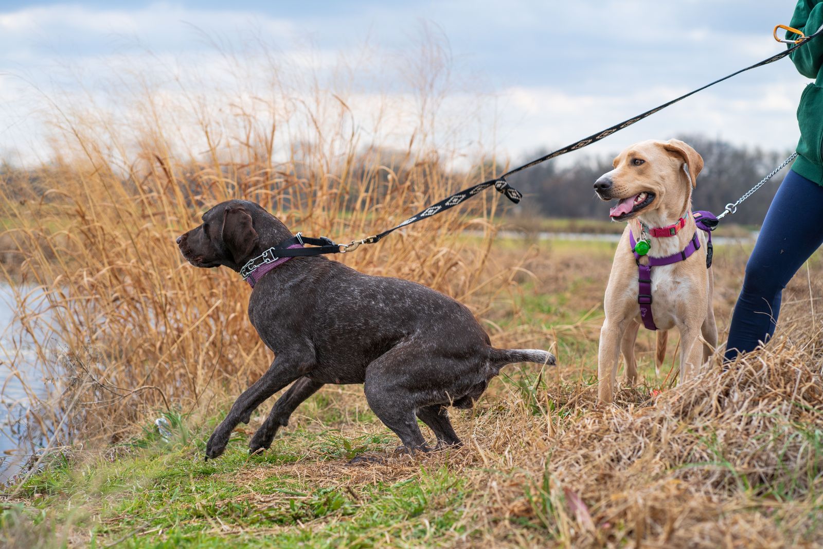 A dark pointer-type dog leaning hard into the leash toward a yellow Labrador held on another leash