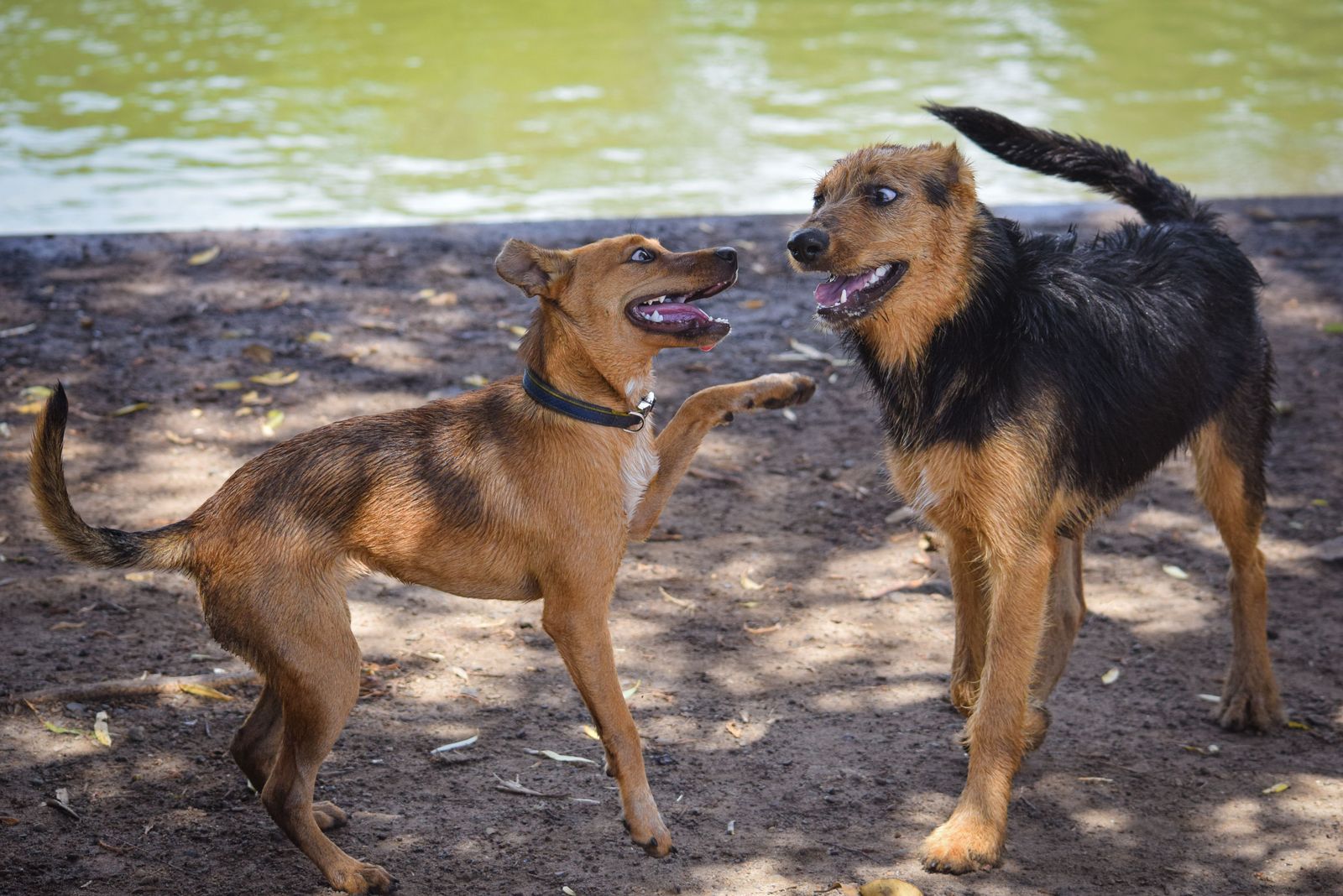 Two dogs facing each other on dirt by water, both tails up and moving, one with a paw raised and mouth open