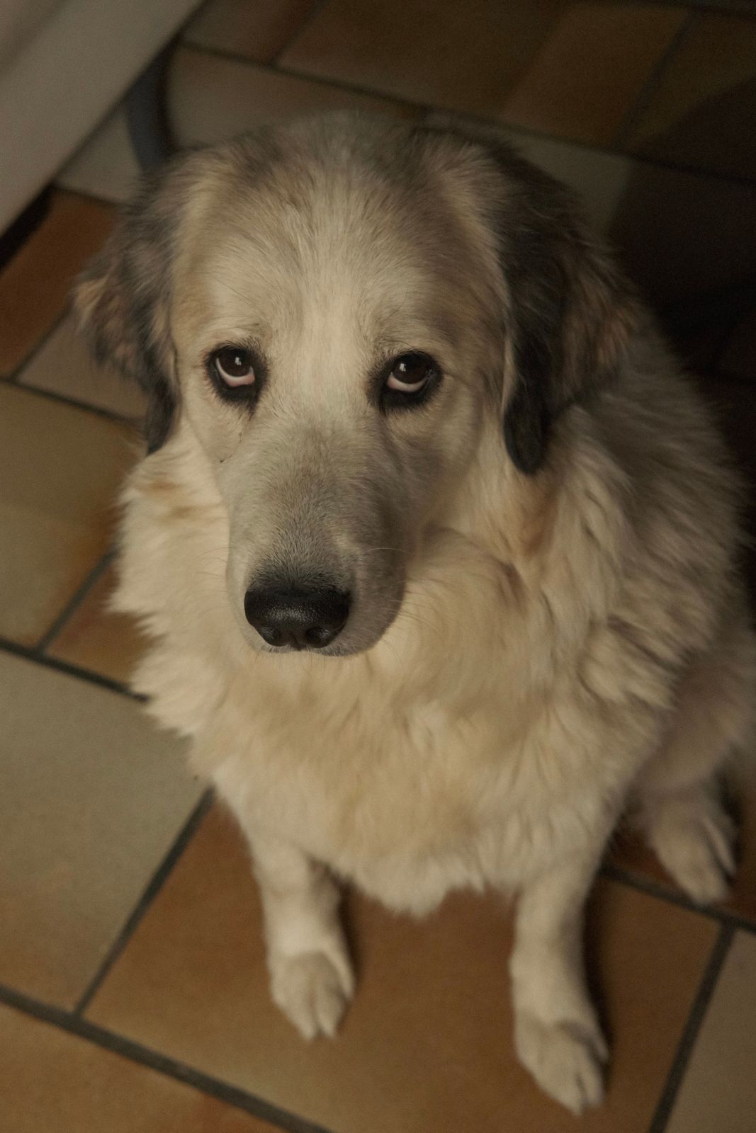 A large fluffy white dog sitting on a tiled floor, head low, eyes looking up with white showing beneath
