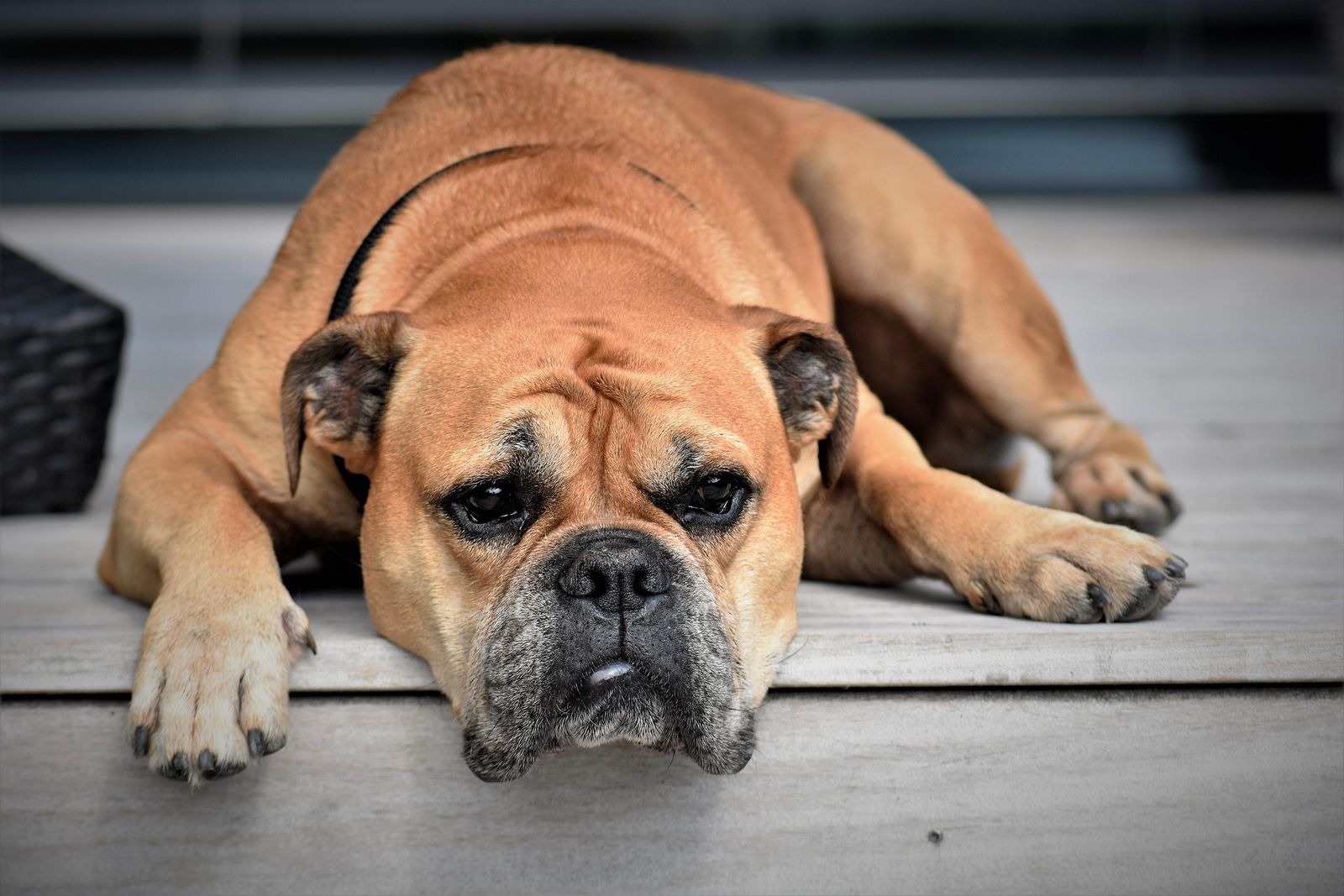 A bulldog-type dog lying on a wooden deck, head down on the boards, heavy brow folds and a short muzzle