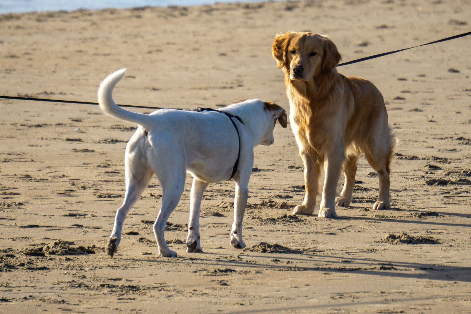 Two leashed dogs meeting on a beach: a white dog with tail curled high turns their head away from a golden retriever standing beside them