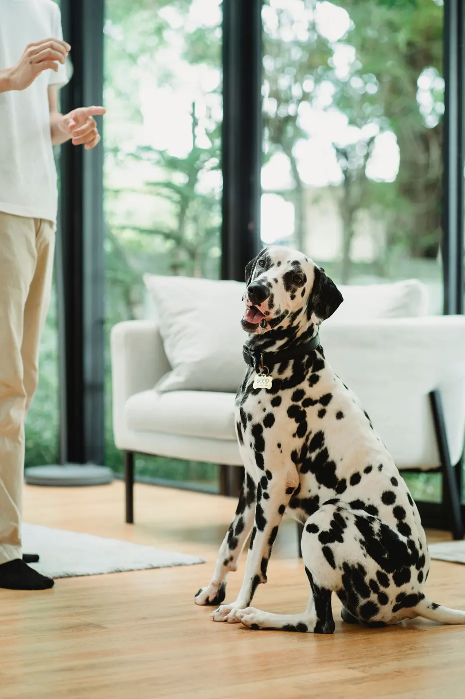 A Dalmatian sitting on a wooden floor in a bright living room, looking up with a relaxed open mouth at a person standing beside them mid-cue