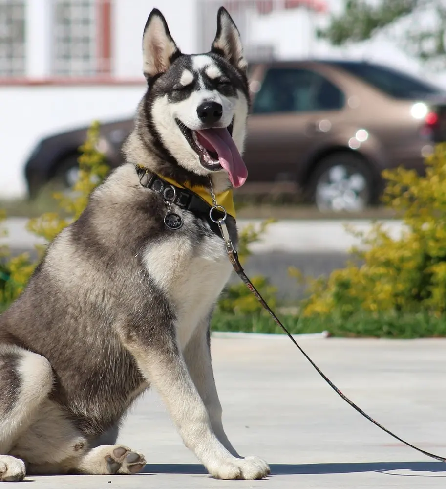 A gray and white husky sitting on a leash on a sunny concrete sidewalk, eyes half closed and tongue out, with a parked car and a house behind them