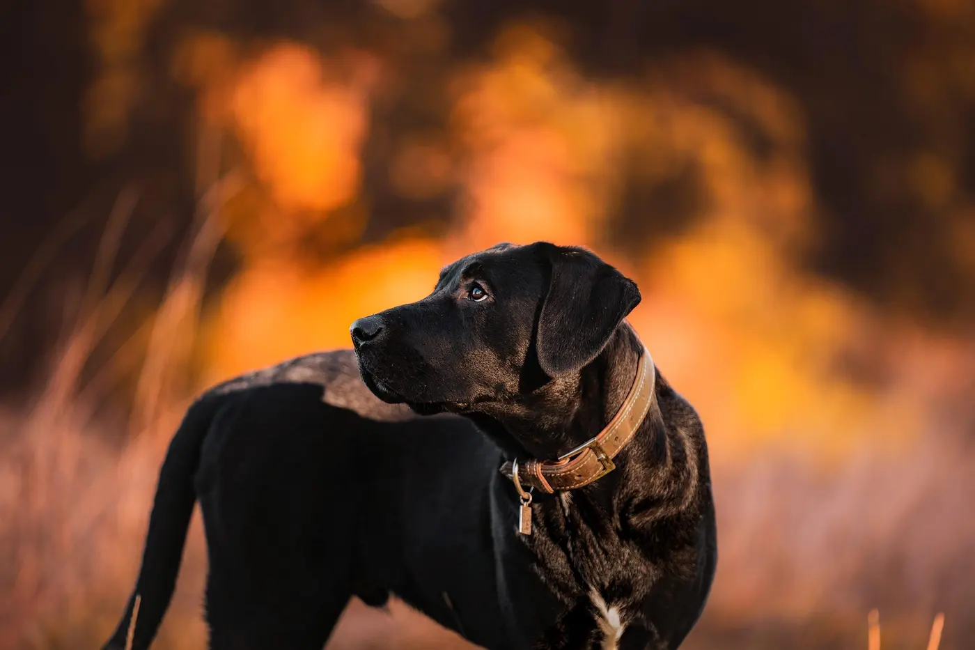 A dark brindle dog standing in tall autumn grass at sunset, head turned to watch something off to one side, body still and ears up