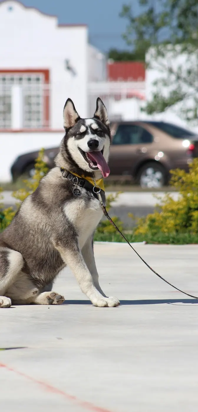 A husky sitting calmly on a suburban driveway on a loose leash