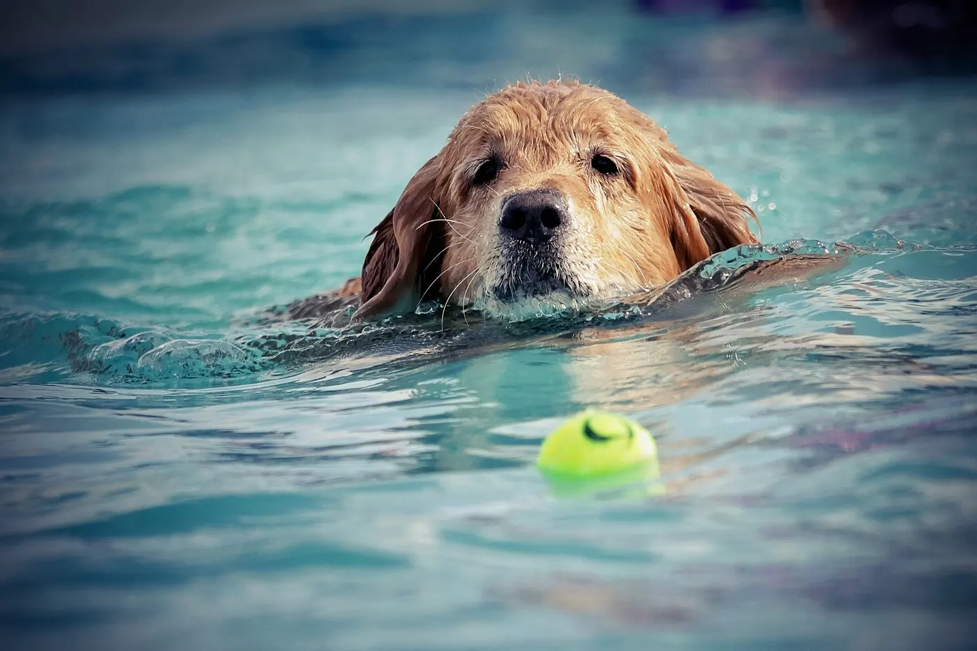 A golden retriever swimming across a pool toward a floating ball