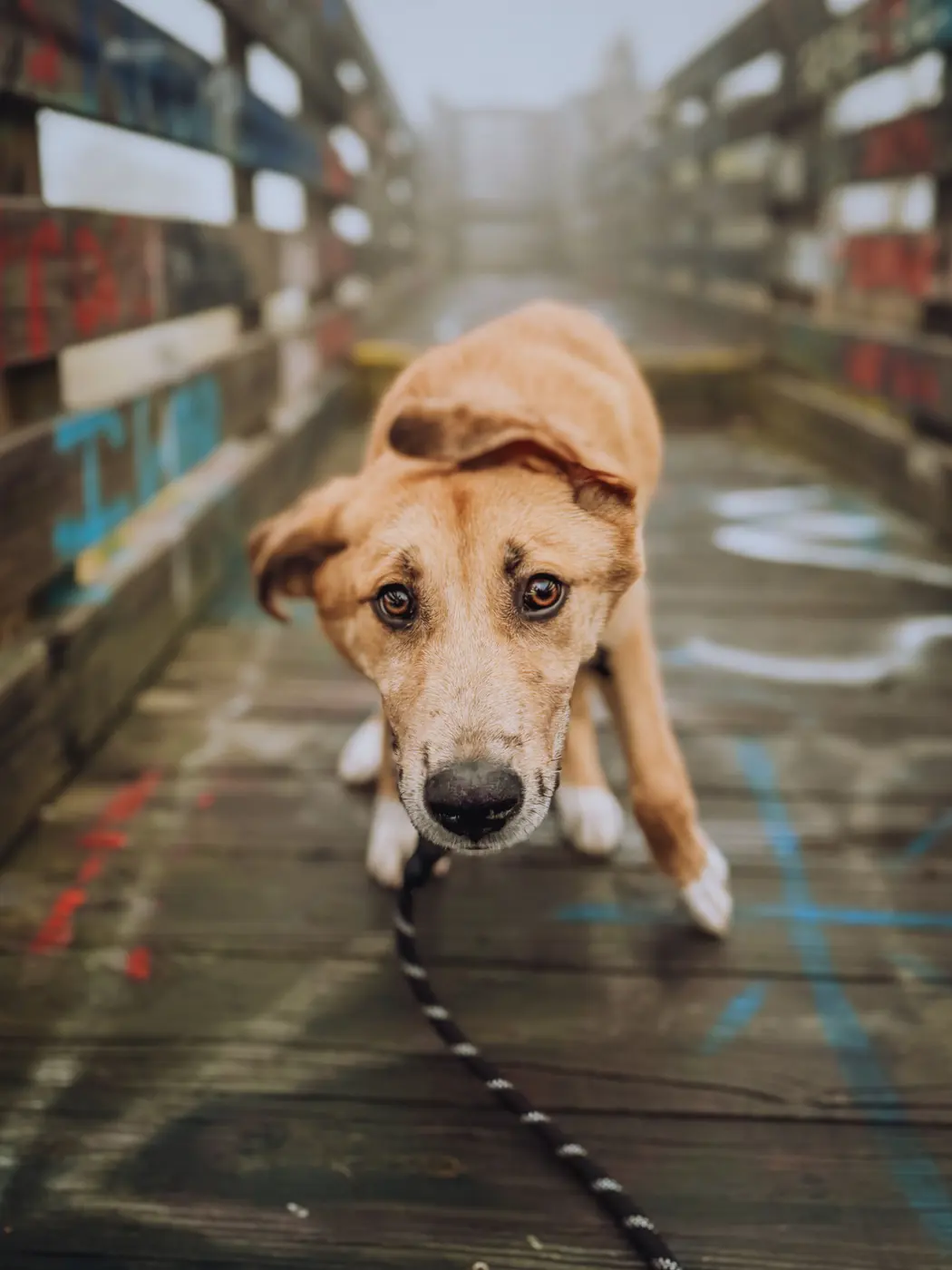 A tan and white dog on a leash crouched low on a wet wooden bridge, ears pinned back and brow furrowed, leaning away as it comes forward