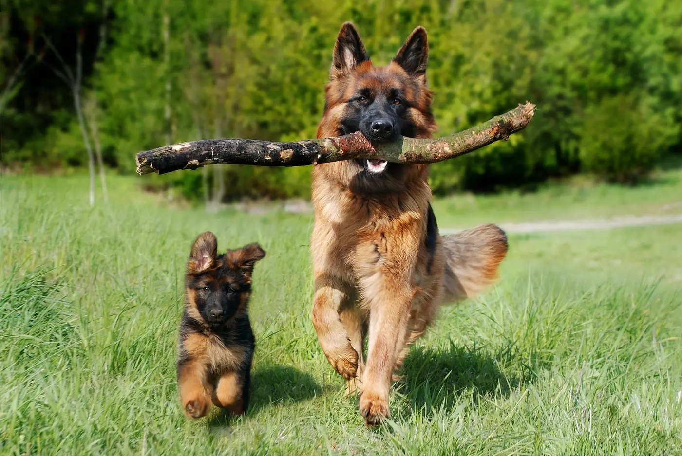 A German shepherd running through a grassy field carrying a big stick, a puppy trotting alongside