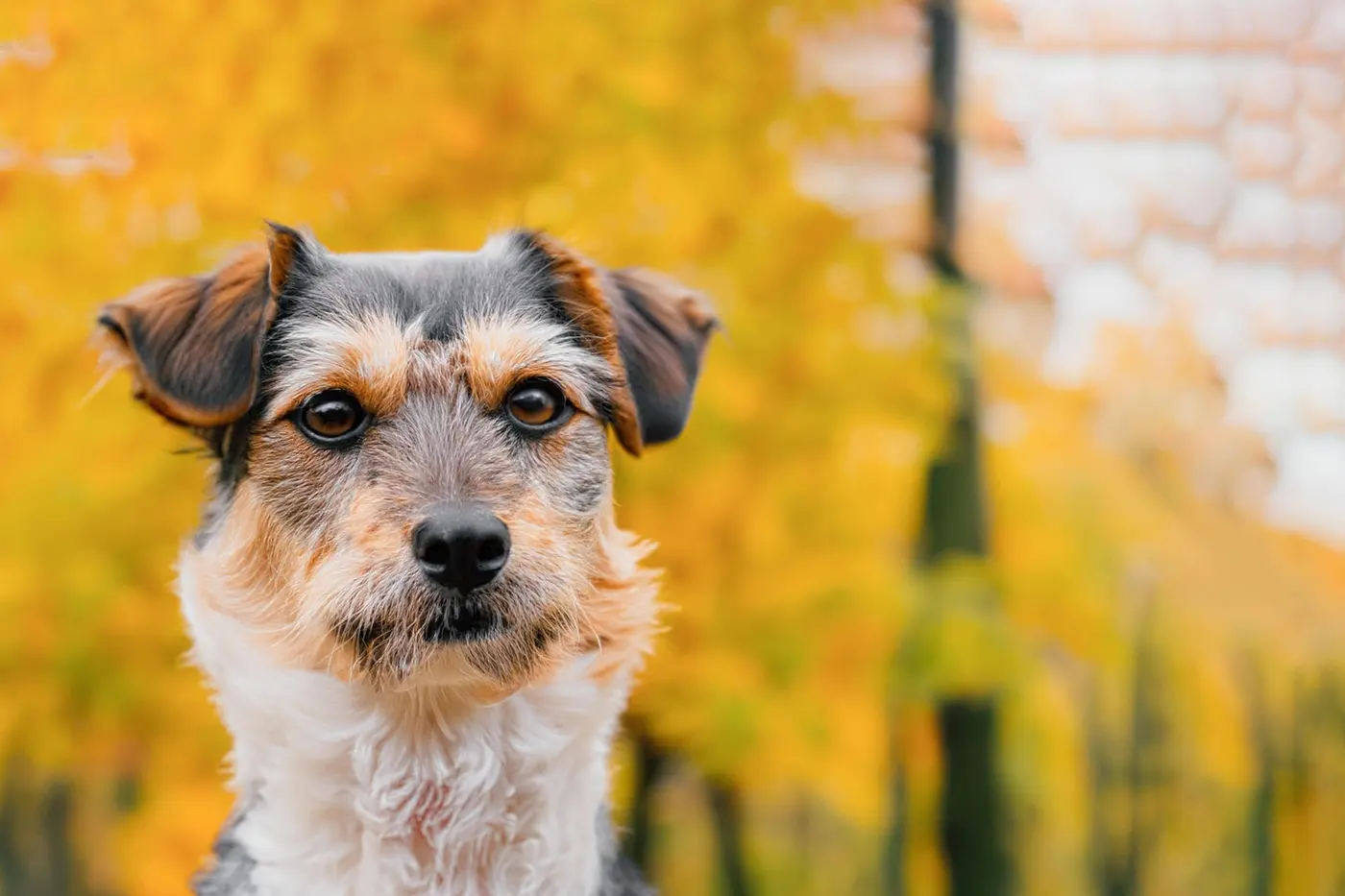 A scruffy black, tan and white terrier mix sitting outdoors in front of blurred yellow autumn trees, looking straight into the camera with a steady, questioning expression