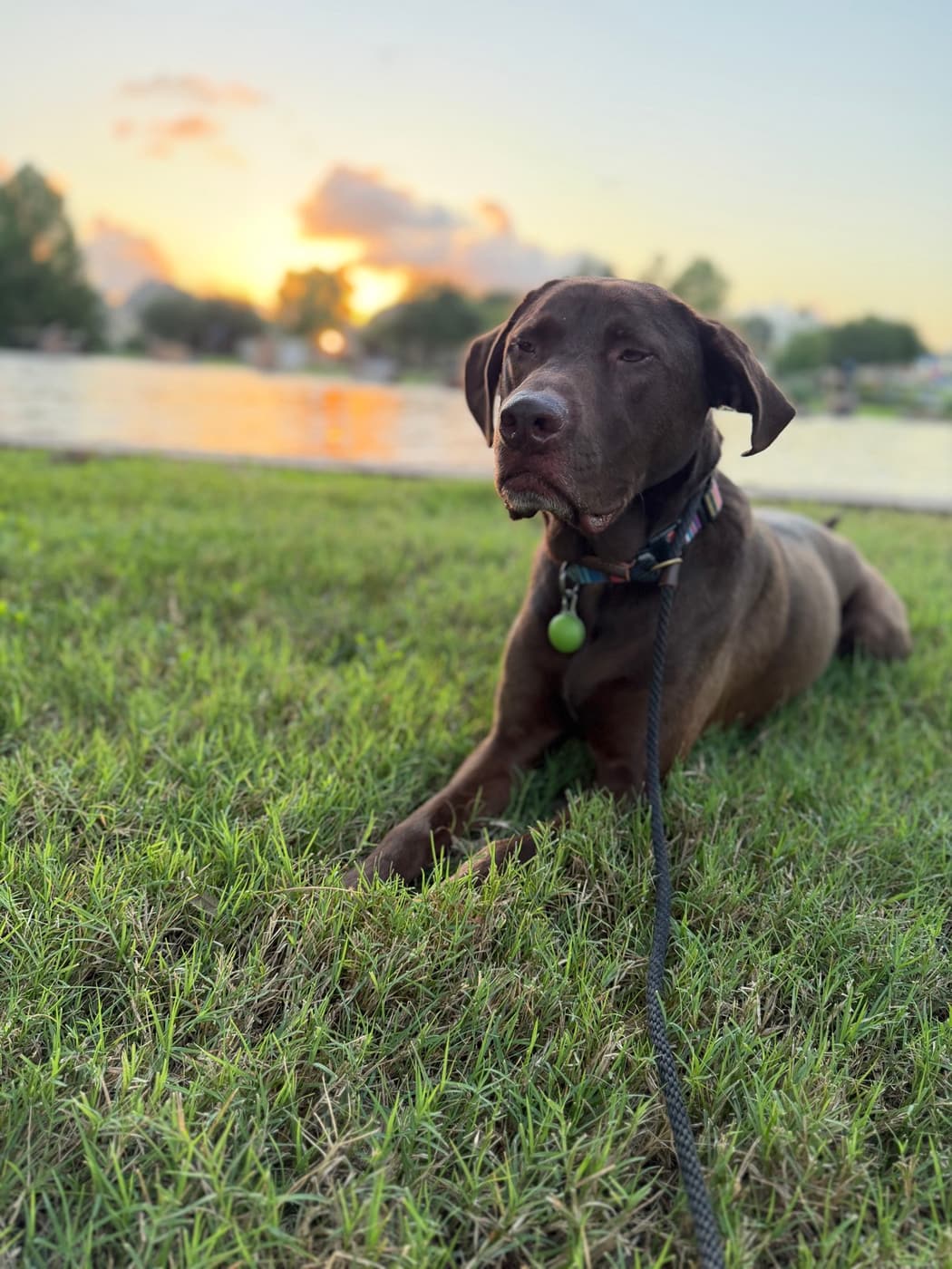 Gus relaxing in the grass at sunset by the water