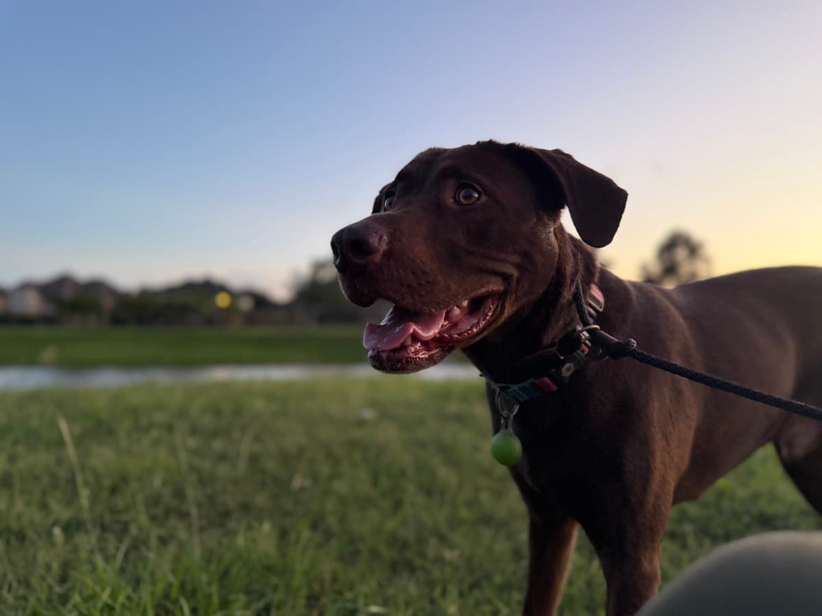 Gus happy and smiling at sunset