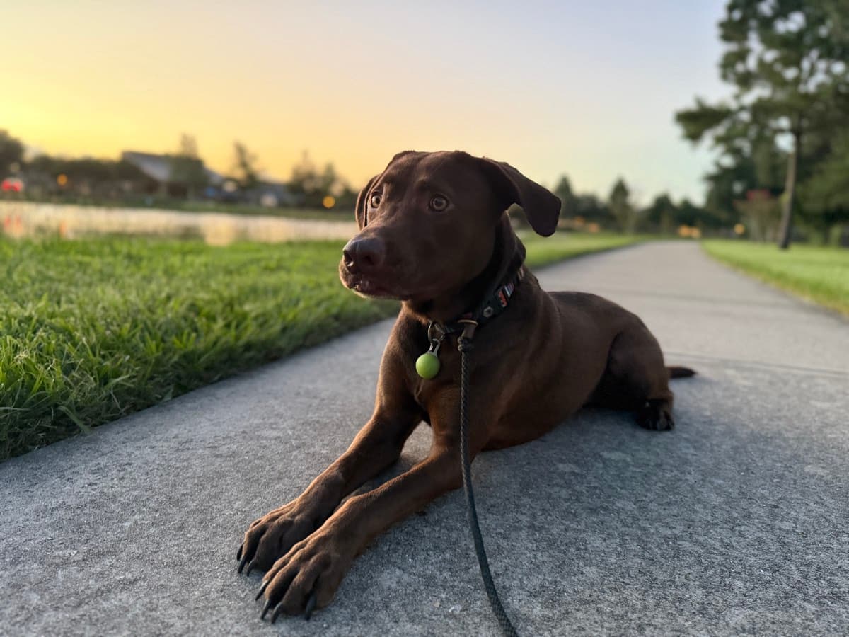 Gus lying calmly on a trail path at sunset