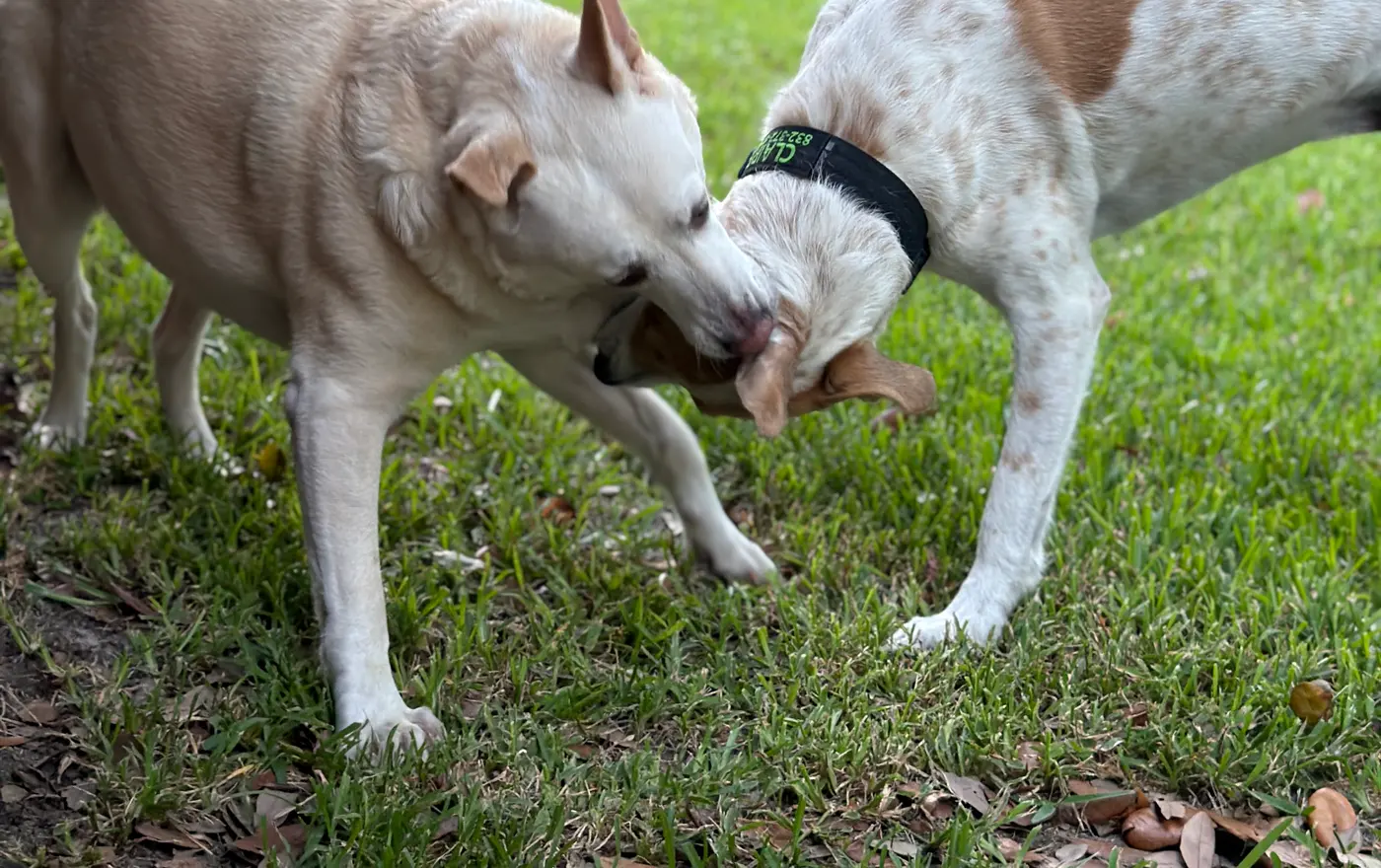 Two dogs playing together in a park